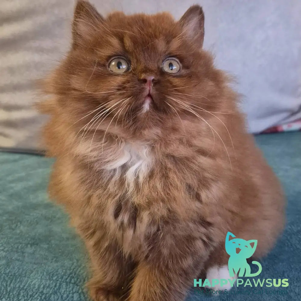Irwin British Longhair male chocolate with white - live animals