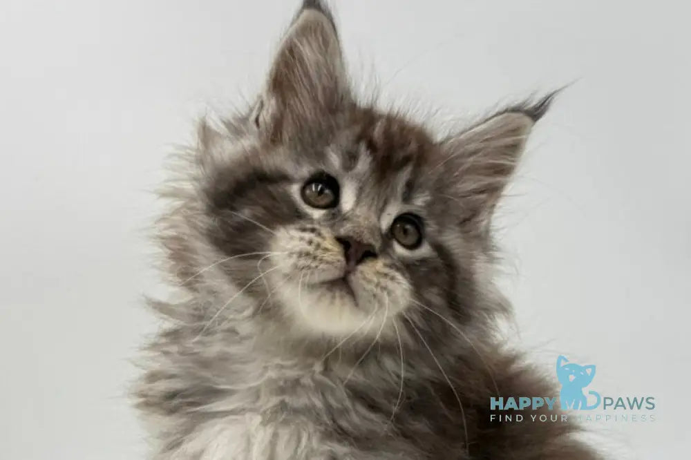 Irwin Maine Coon male black silver tabby live animals