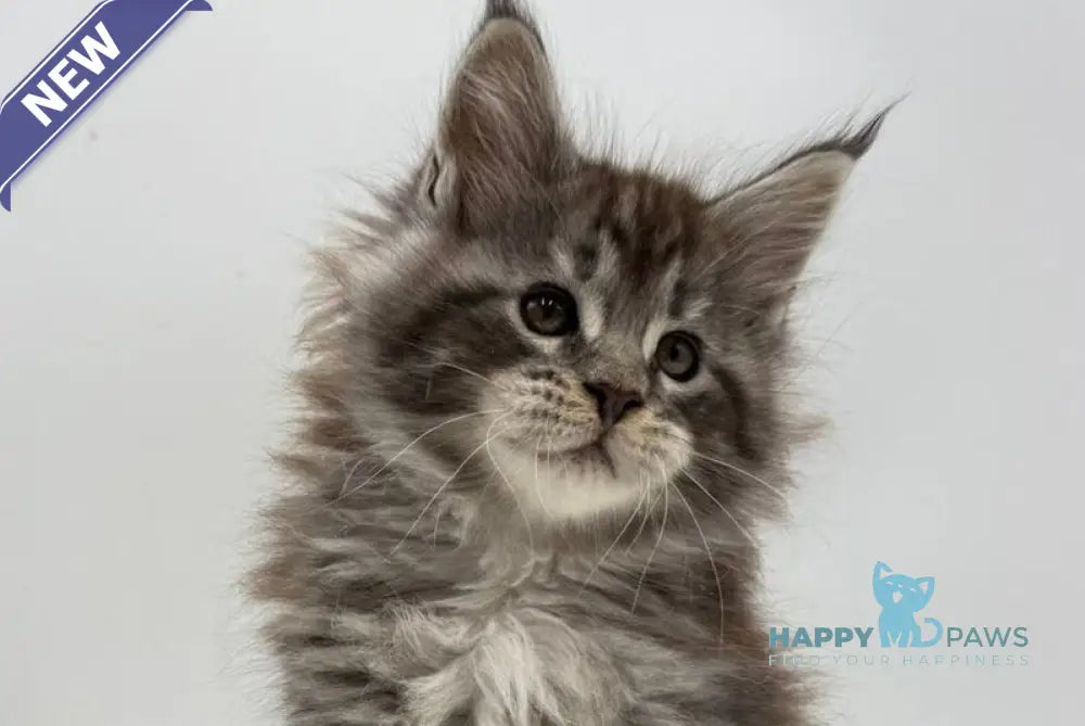 Irwin Maine Coon male black silver tabby live animals