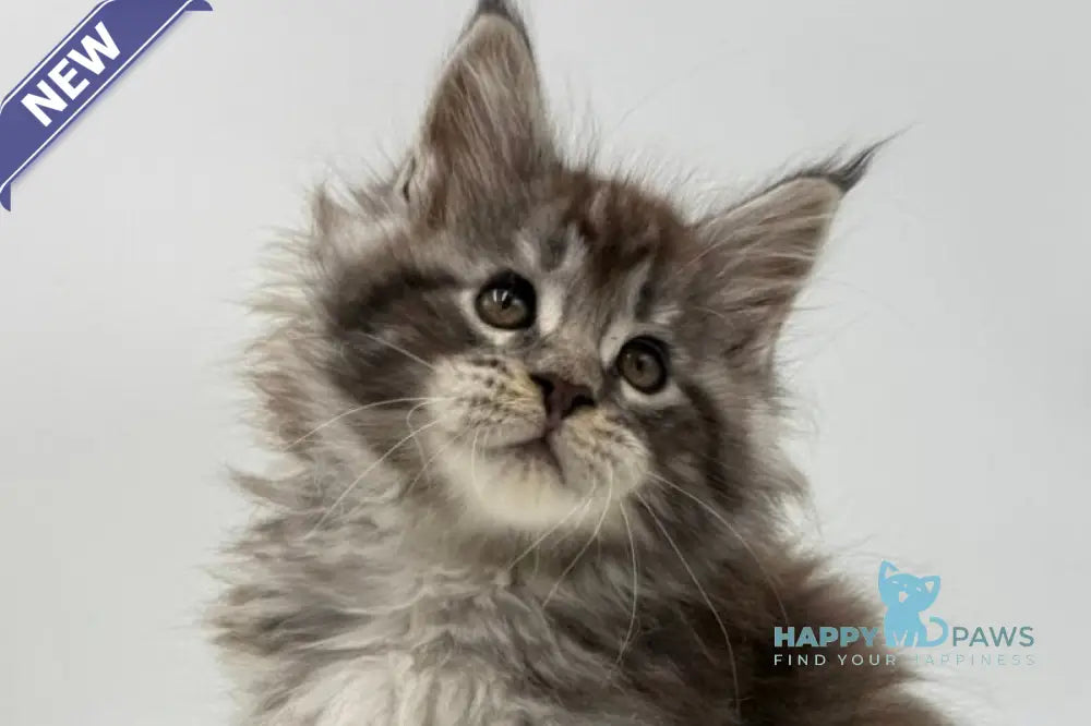 Irwin Maine Coon male black silver tabby live animals