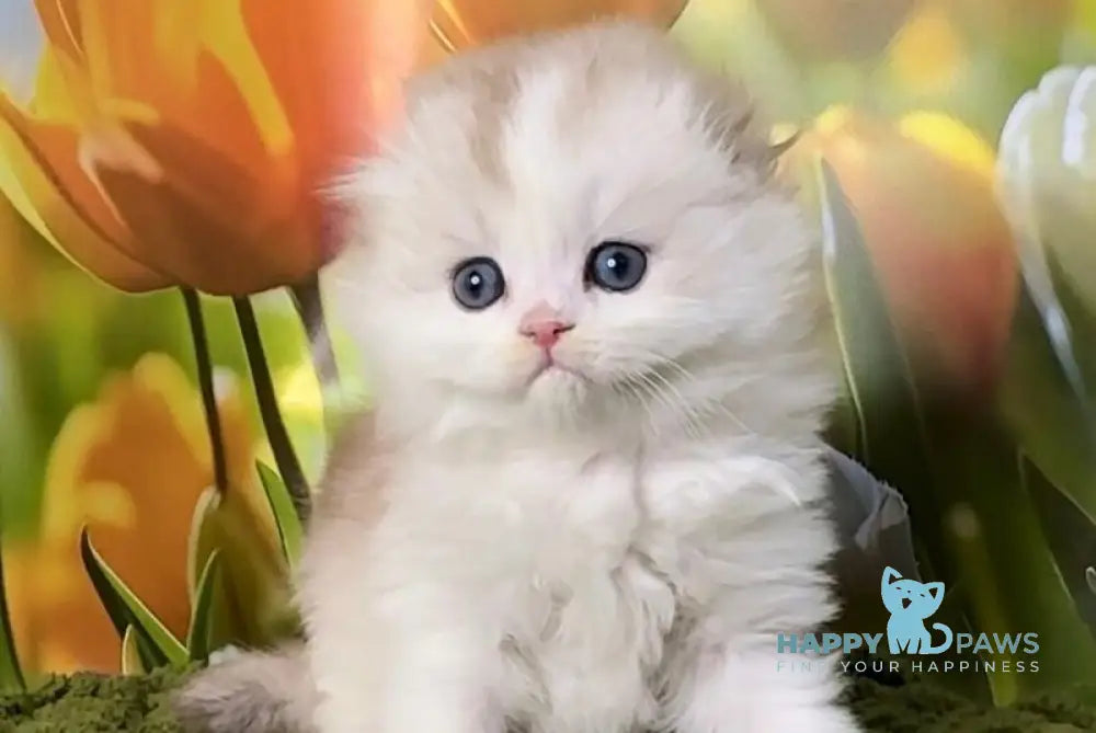 Irwin Scottish Fold male chocolate silver chinchilla - live animals