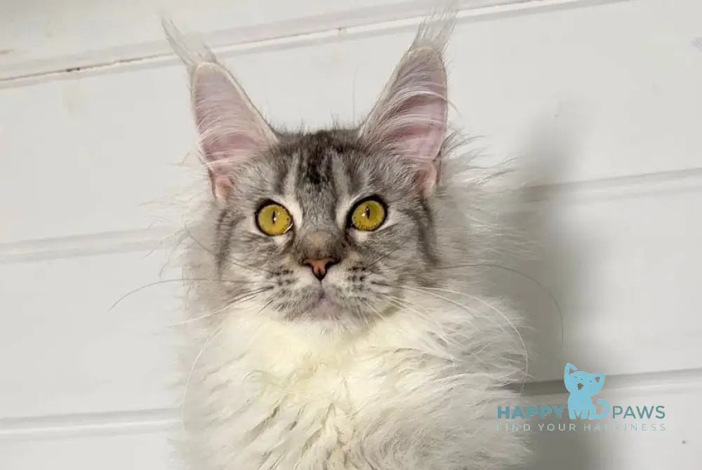 Isa Maine Coon female black silver tabby live animals