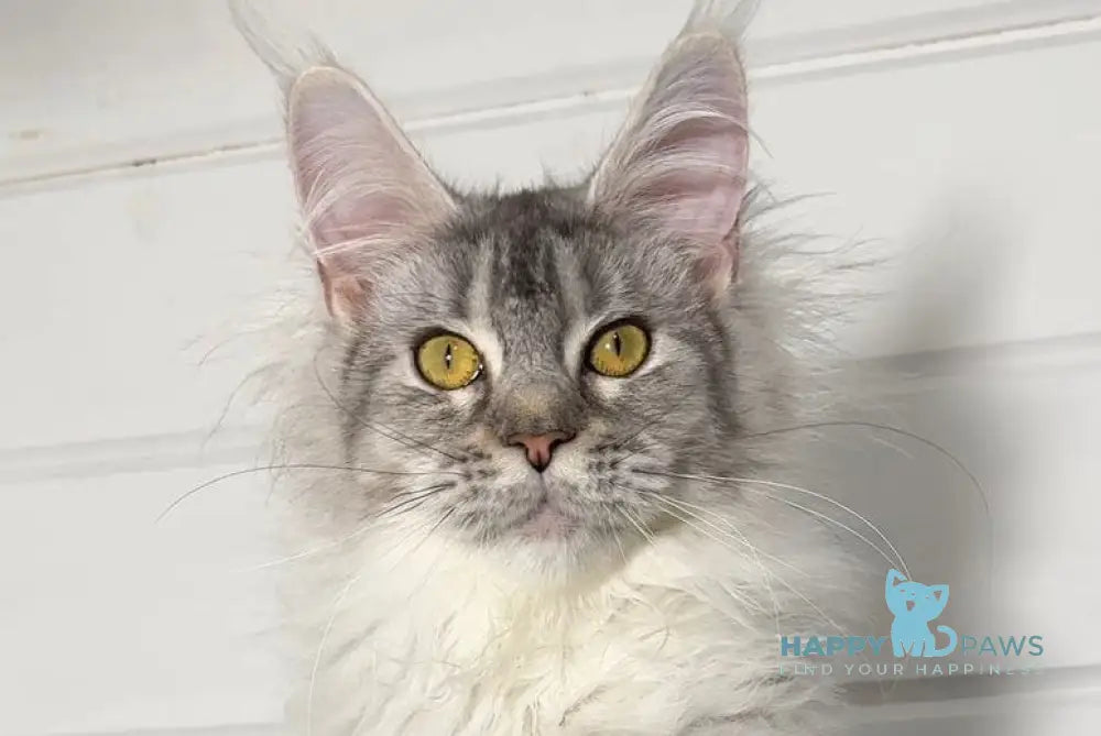 Isa Maine Coon female black silver tabby live animals