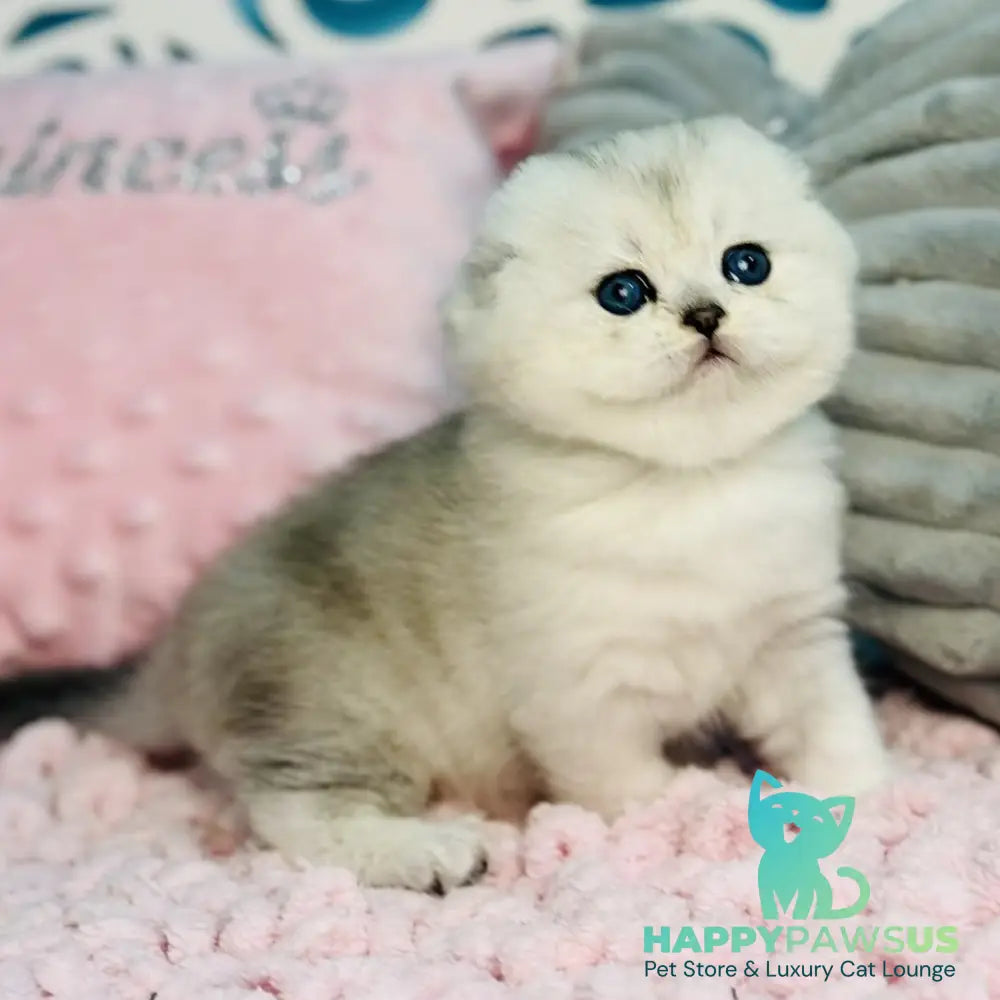 Isabel Scottish Fold female black silver shaded - live animals
