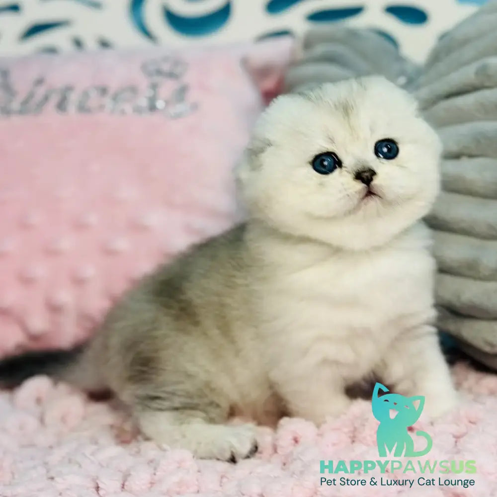 Isabel Scottish Fold female black silver shaded - live animals