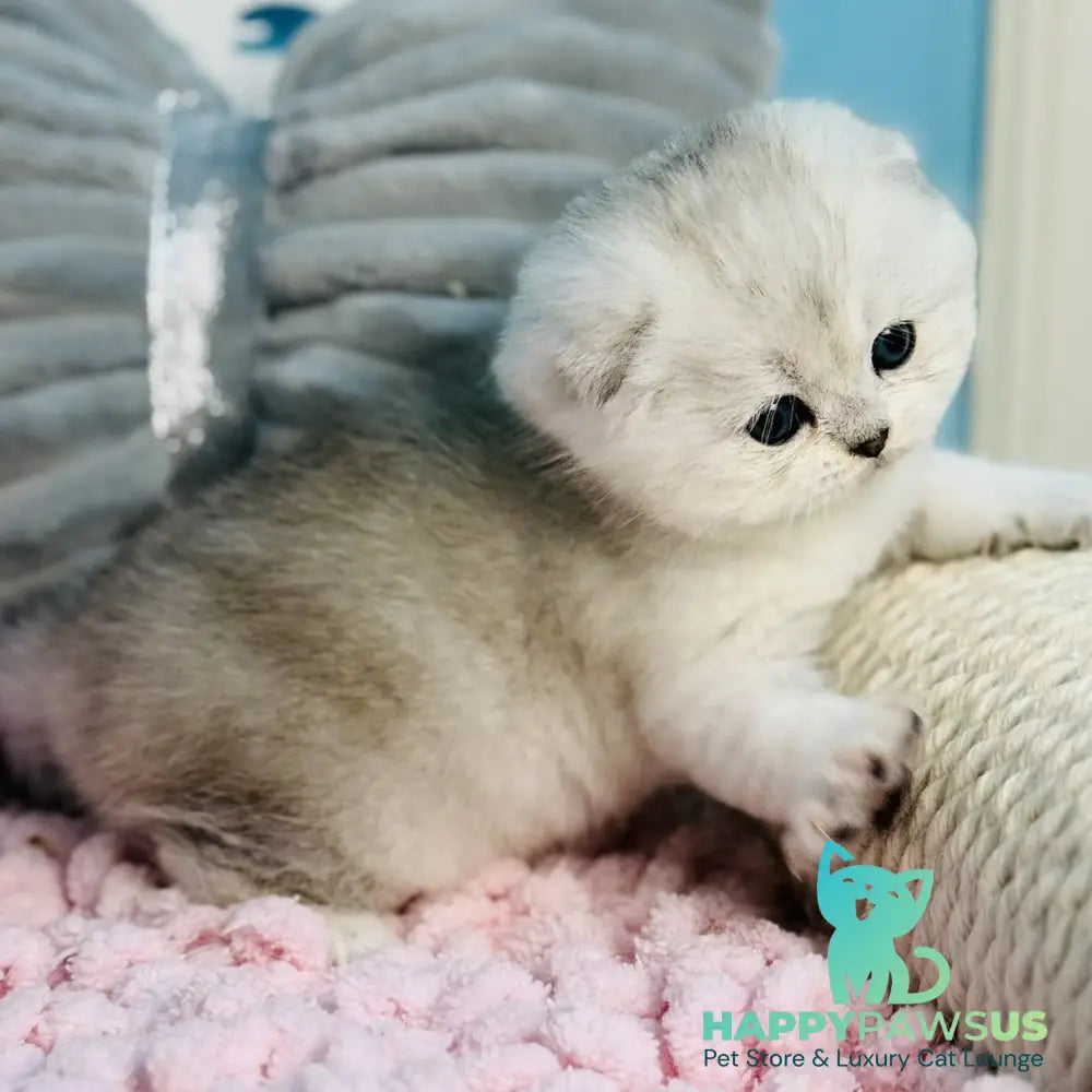 Isabel Scottish Fold female black silver shaded - live animals