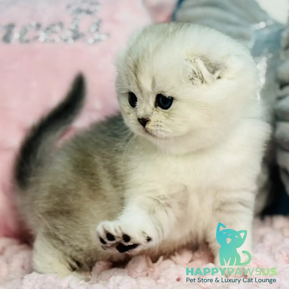 Isabel Scottish Fold female black silver shaded - live animals