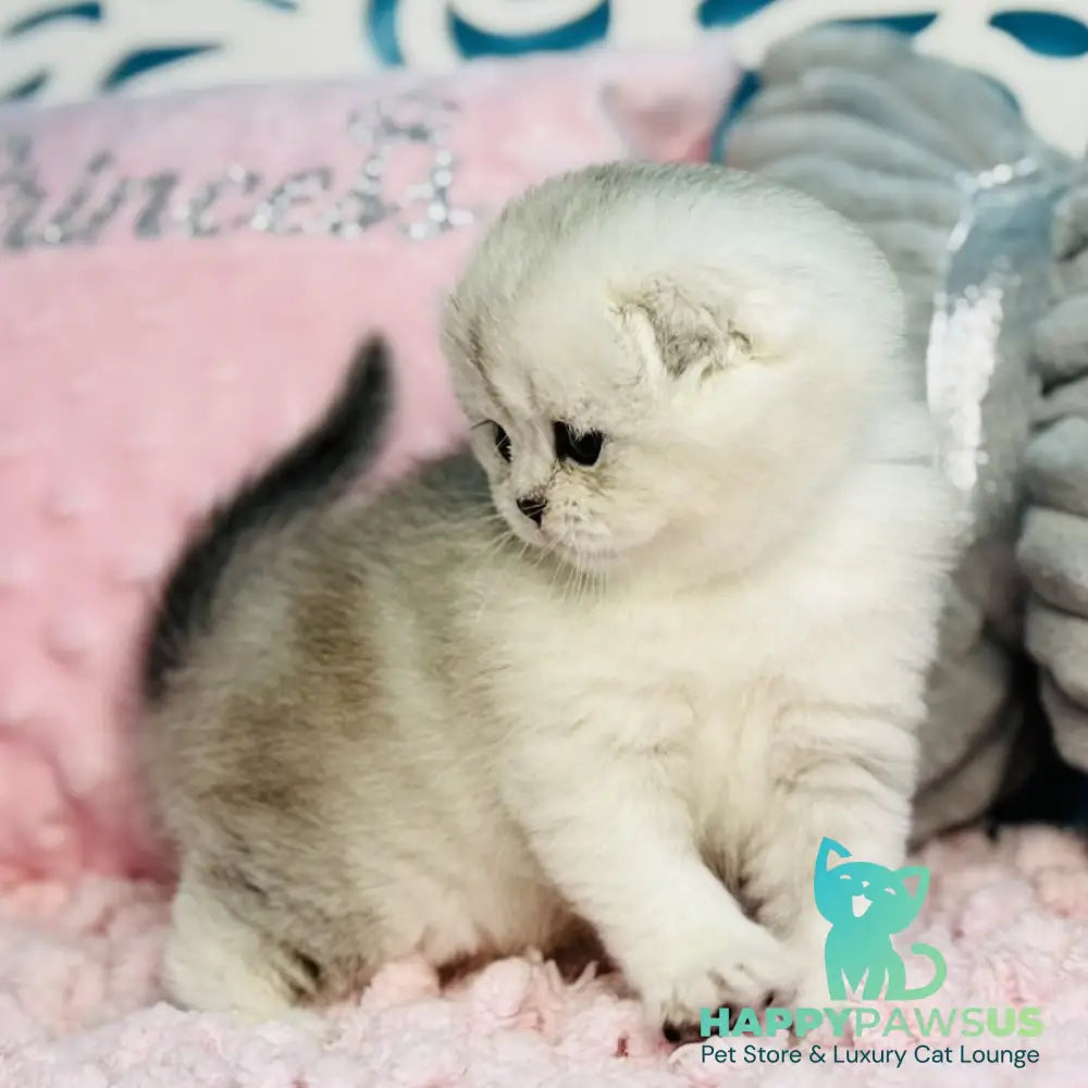 Isabel Scottish Fold female black silver shaded - live animals