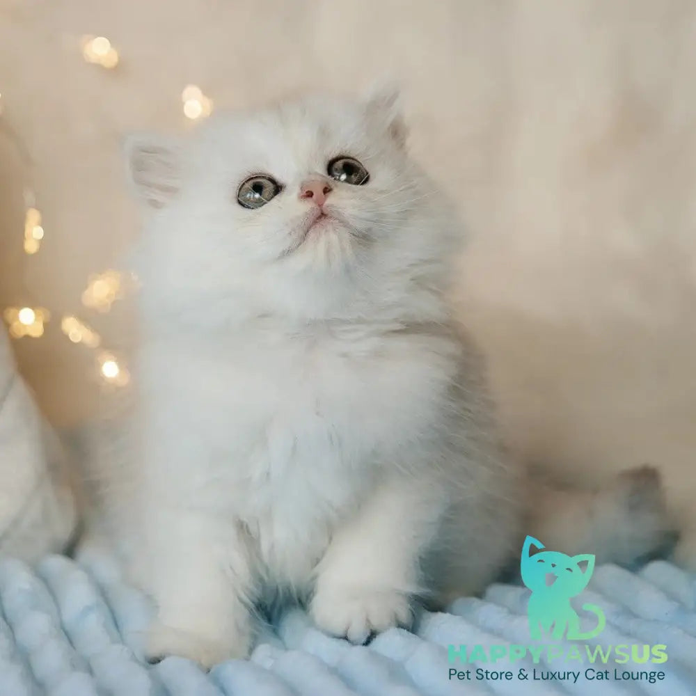 Isabel Scottish Straight female black silver shaded - live animals