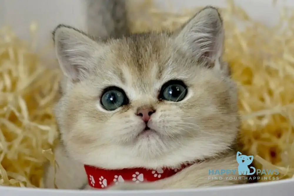 Isabelle British Shorthair female black golden ticked tabby live animals