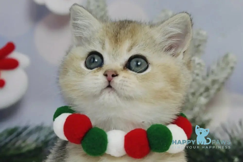 Isabelle British Shorthair female black golden ticked tabby live animals