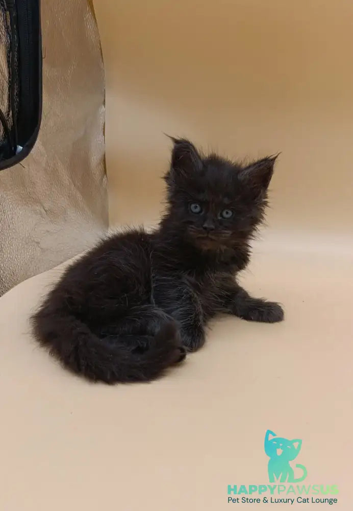 Isabelle Maine Coon female black silver live animals
