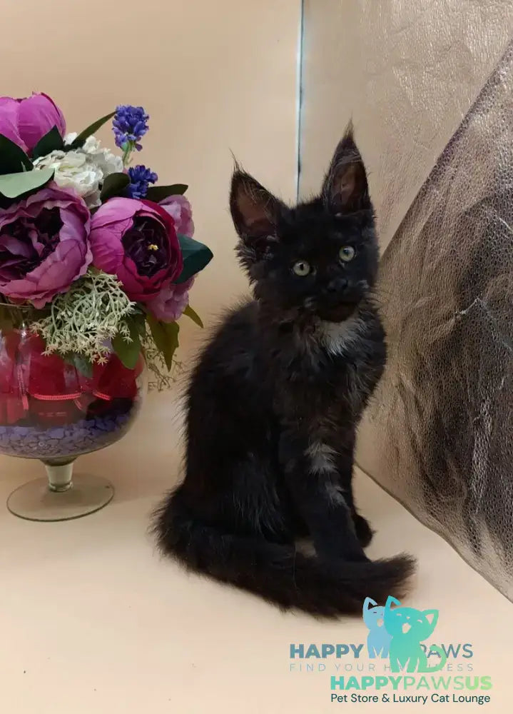 Isabelle Maine Coon female black silver - live animals