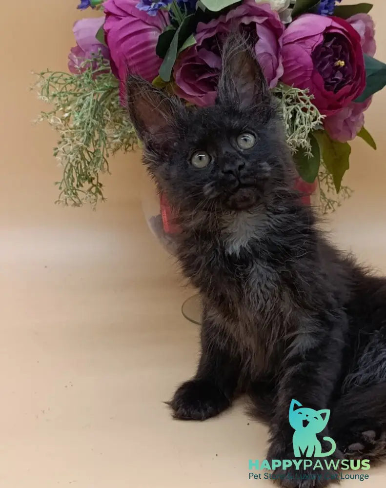 Isabelle Maine Coon female black silver - live animals