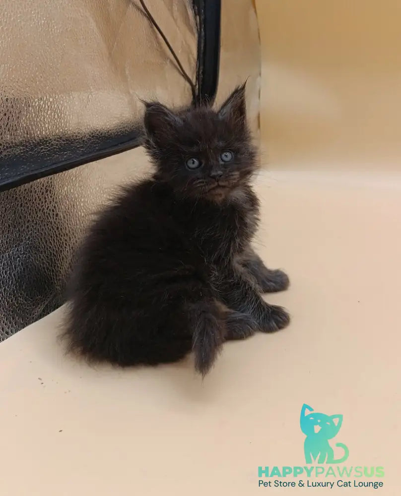 Isabelle Maine Coon female black silver live animals