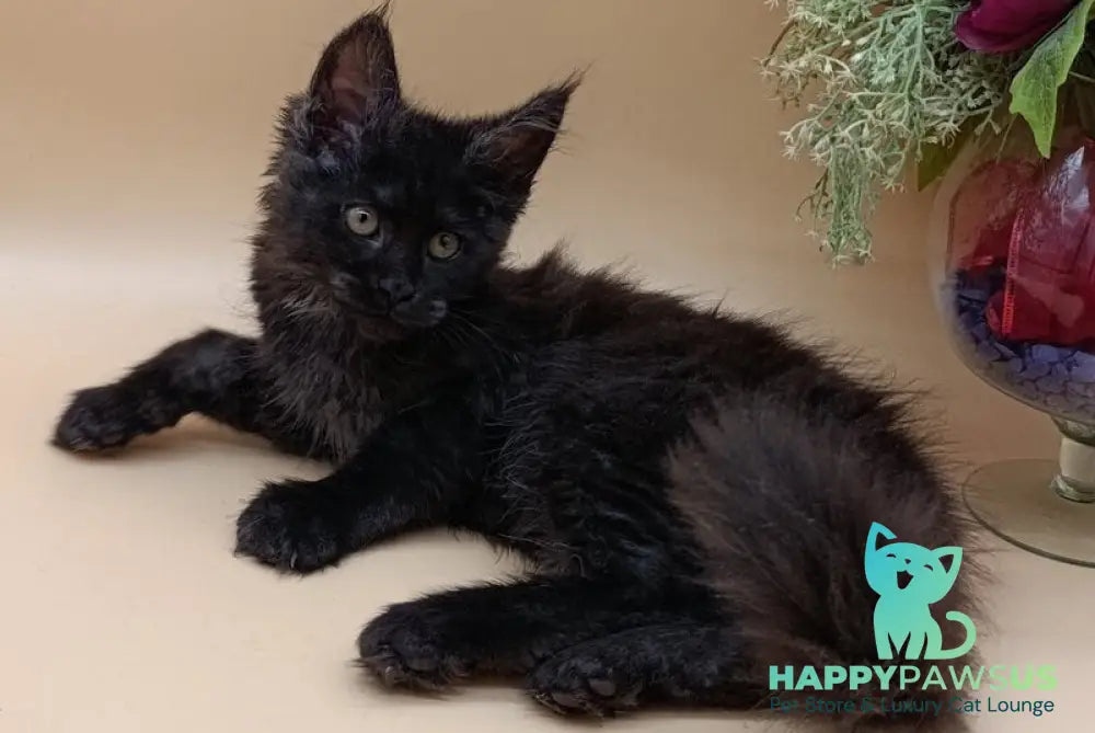 Isabelle Maine Coon female black silver - live animals