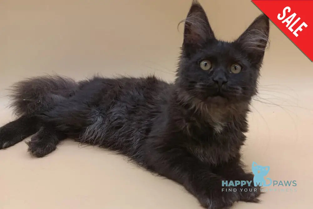 Isabelle Maine Coon female black silver - live animals