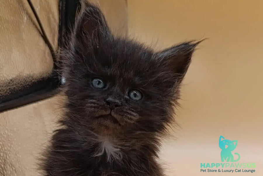 Isabelle Maine Coon female black silver live animals