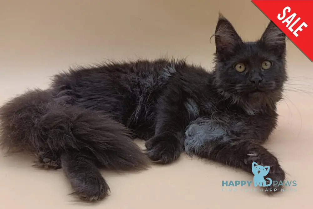 Isabelle Maine Coon female black silver - live animals