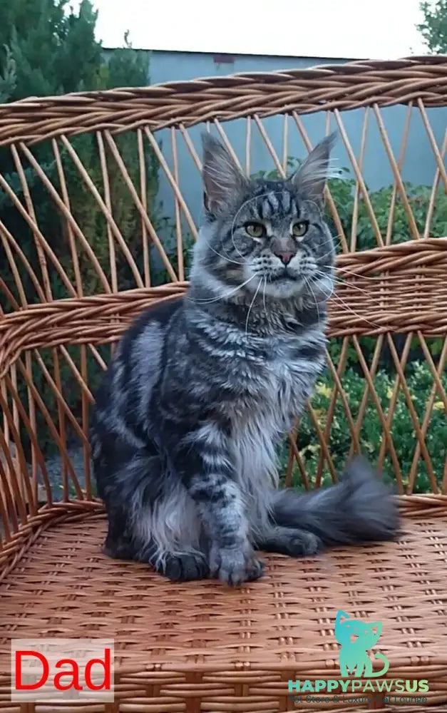 Isabelle Maine Coon female black silver live animals