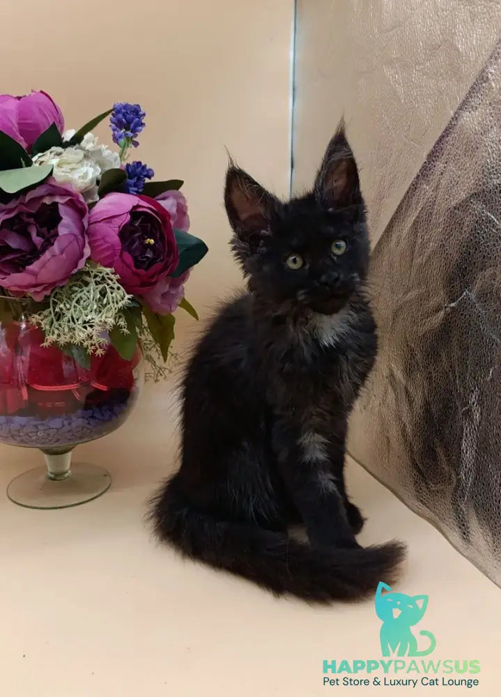 Isabelle Maine Coon female black silver - live animals