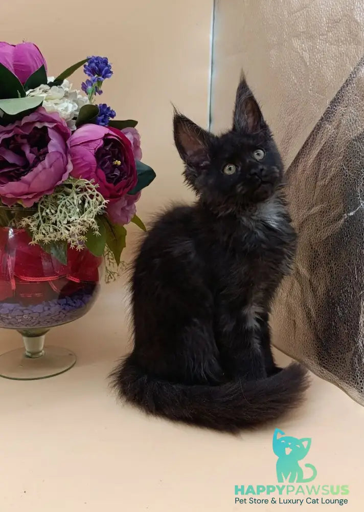 Isabelle Maine Coon female black silver - live animals