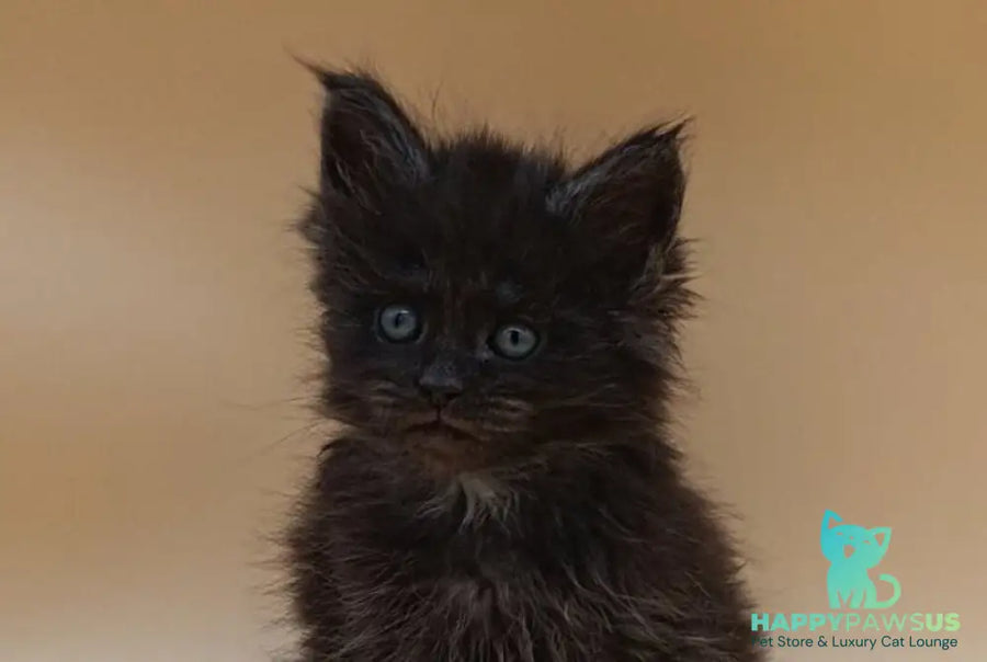 Isabelle Maine Coon female black silver live animals