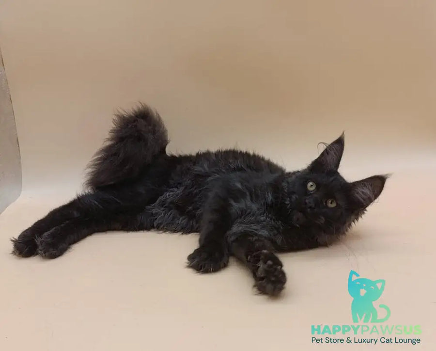 Isabelle Maine Coon female black silver - live animals