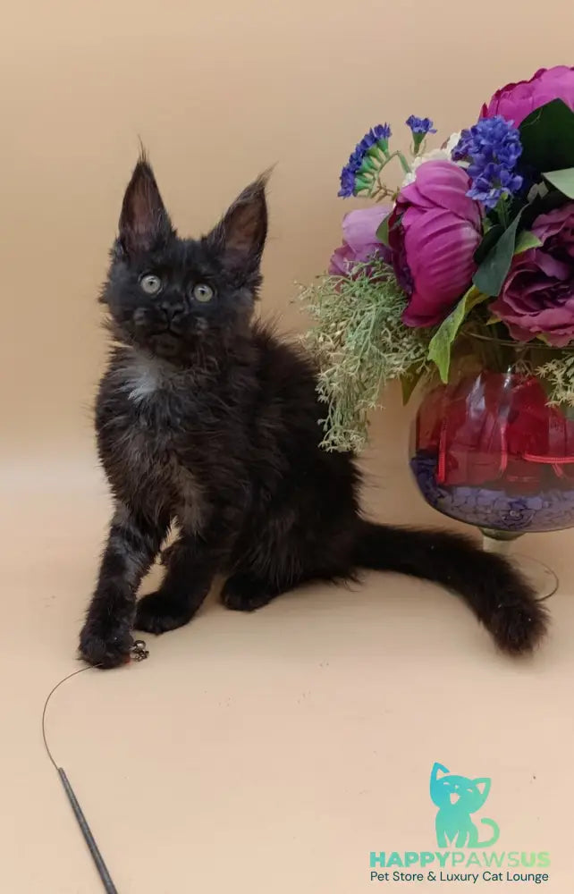 Isabelle Maine Coon female black silver - live animals