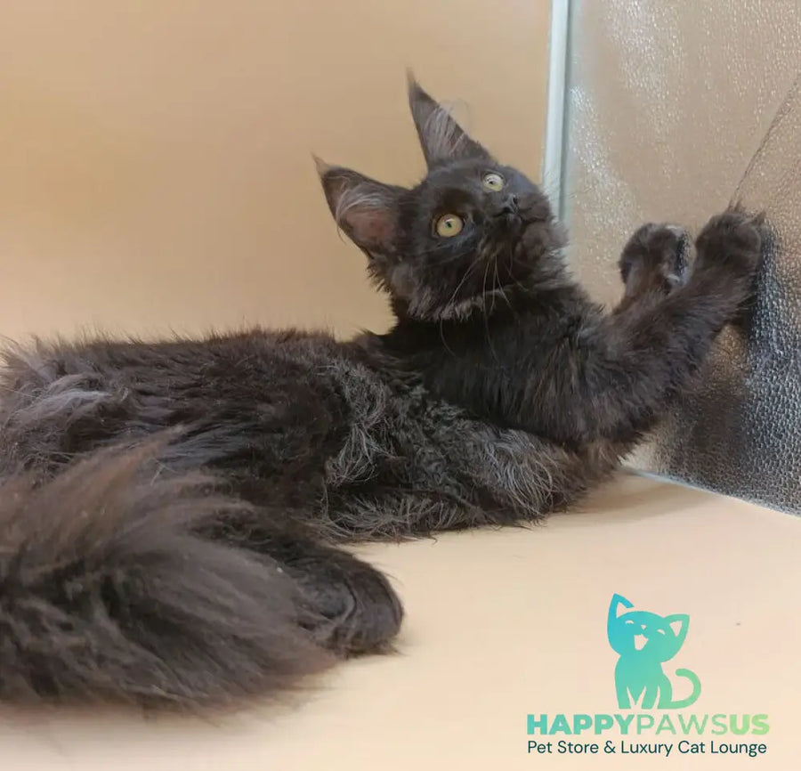 Isabelle Maine Coon female black silver - live animals