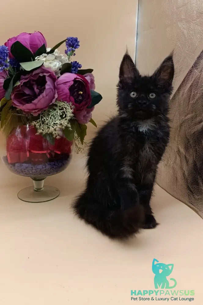 Isabelle Maine Coon female black silver - live animals