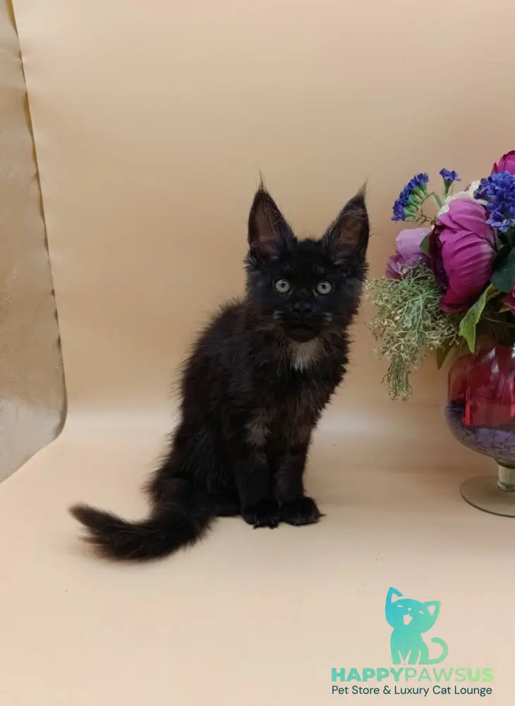 Isabelle Maine Coon female black silver - live animals