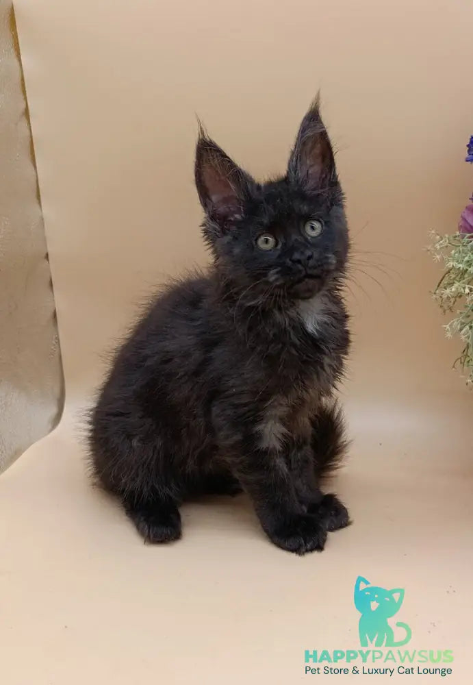 Isabelle Maine Coon female black silver - live animals
