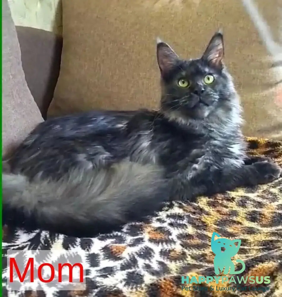 Isabelle Maine Coon female black silver live animals