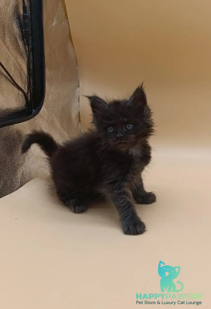 Isabelle Maine Coon female black silver live animals