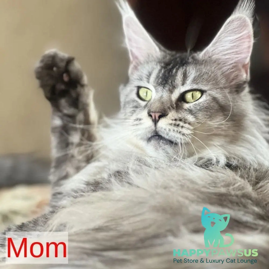 Ise Lilly Maine Coon female black tortie silver ticked tabby - live animals