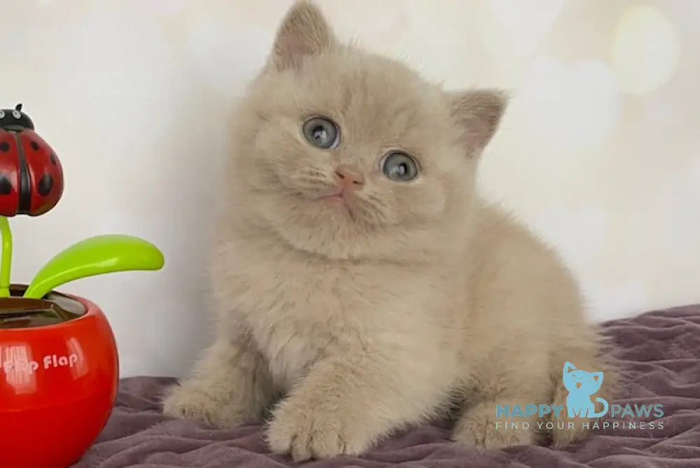 Iseberg British Shorthair male fawn live animals