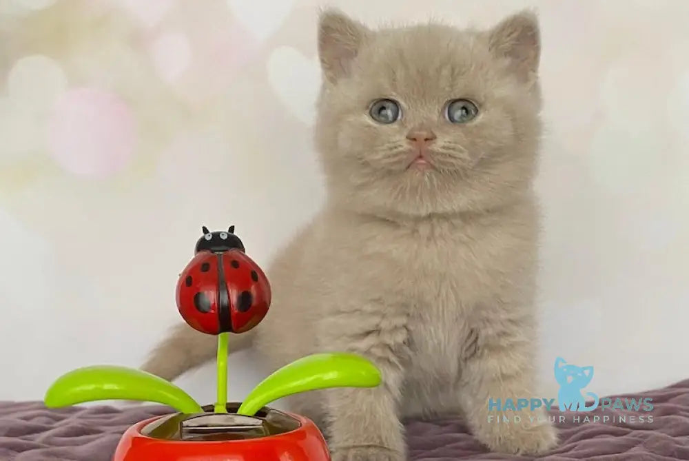 Iseberg British Shorthair male fawn live animals