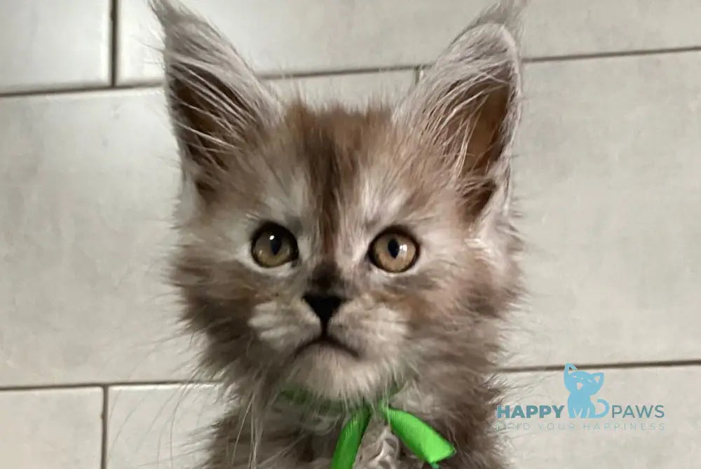 Ishim Maine Coon polydactyl male black silver live animals