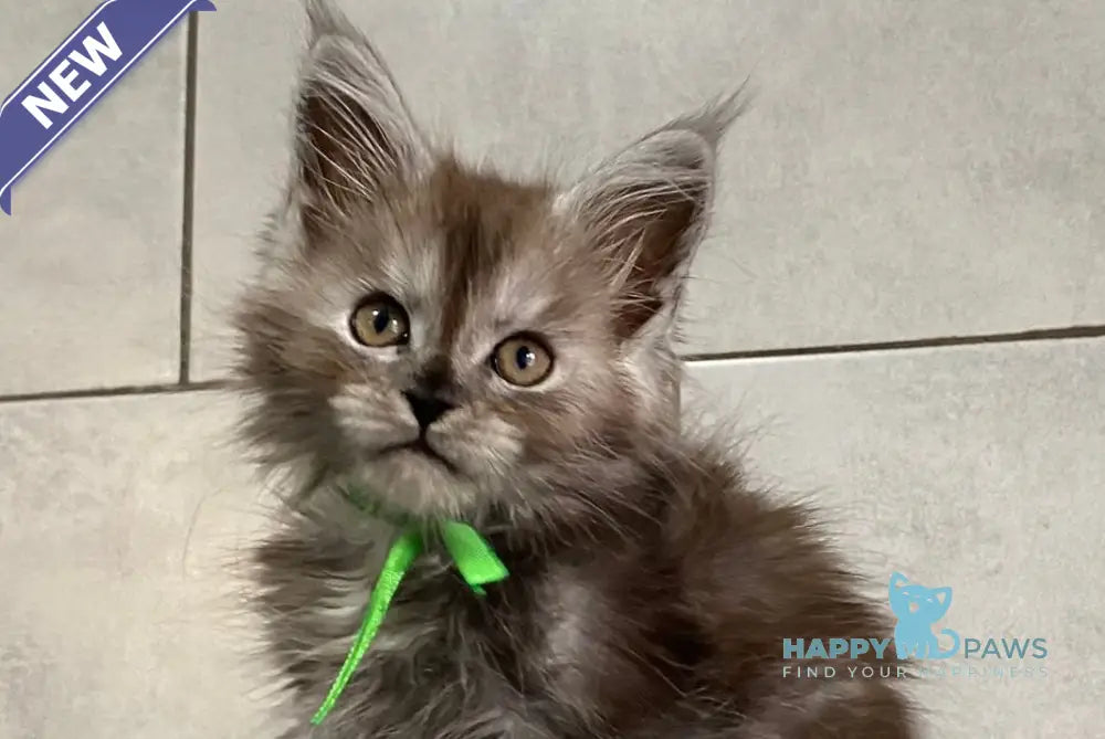 Ishim Maine Coon polydactyl male black silver live animals