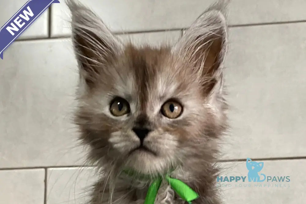 Ishim Maine Coon polydactyl male black silver live animals