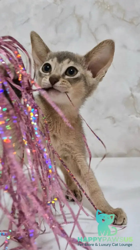 Isida Abyssinian female cinnamon - live animals