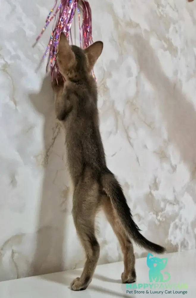 Isida Abyssinian female cinnamon - live animals