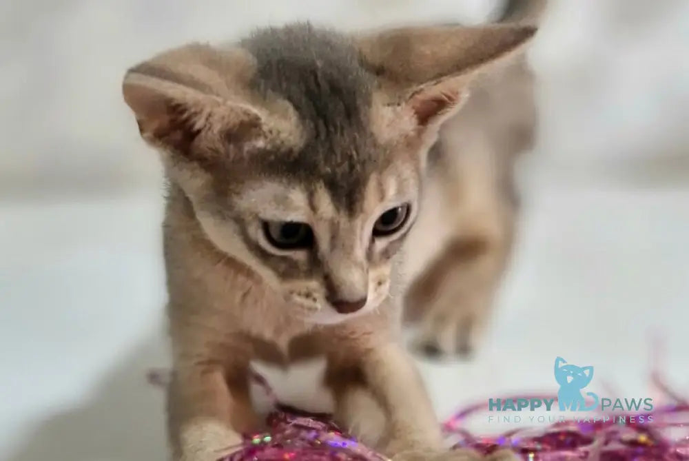 Isida Abyssinian female cinnamon - live animals