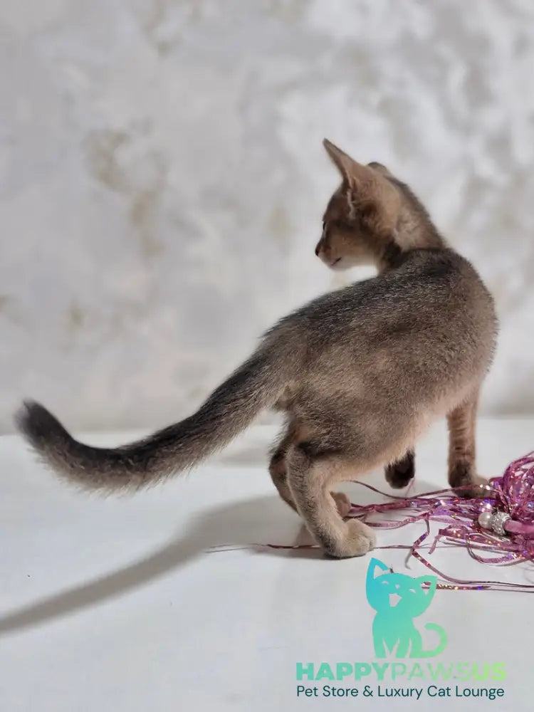 Isida Abyssinian female cinnamon - live animals