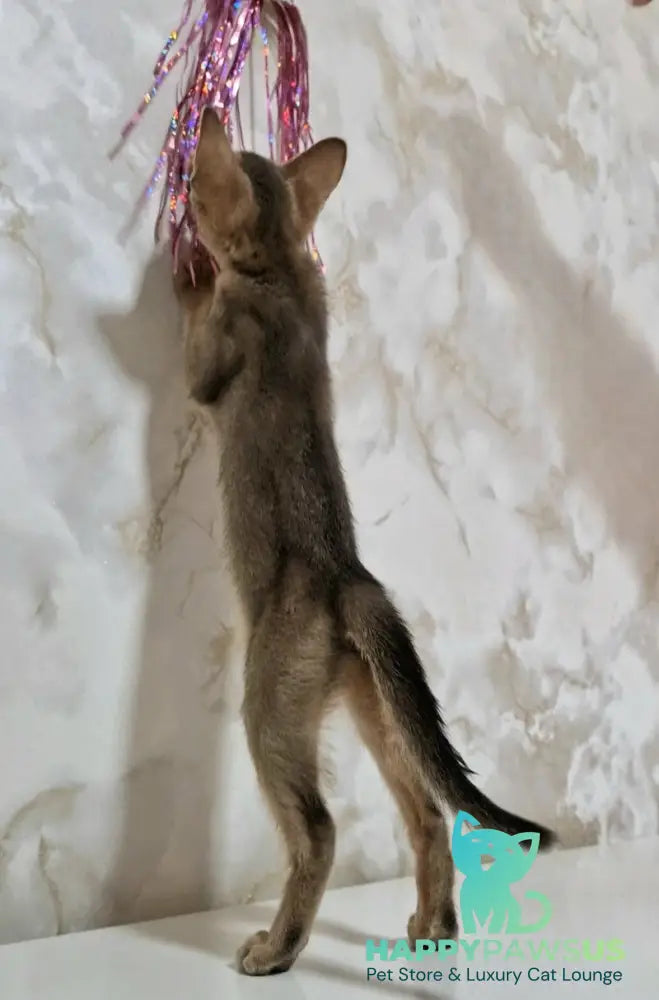 Isida Abyssinian female cinnamon - live animals