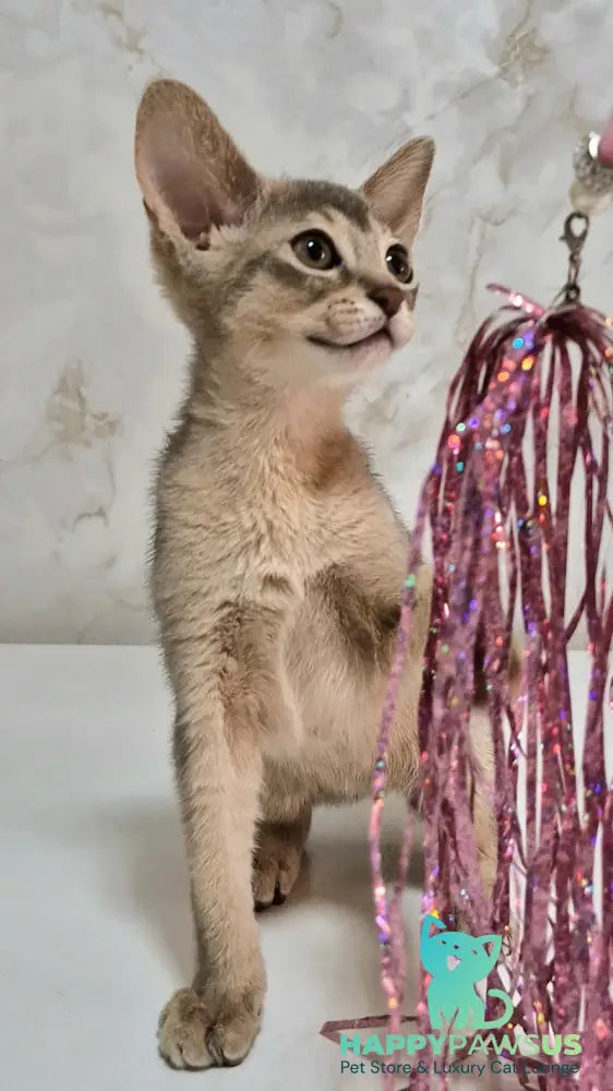 Isida Abyssinian female cinnamon - live animals