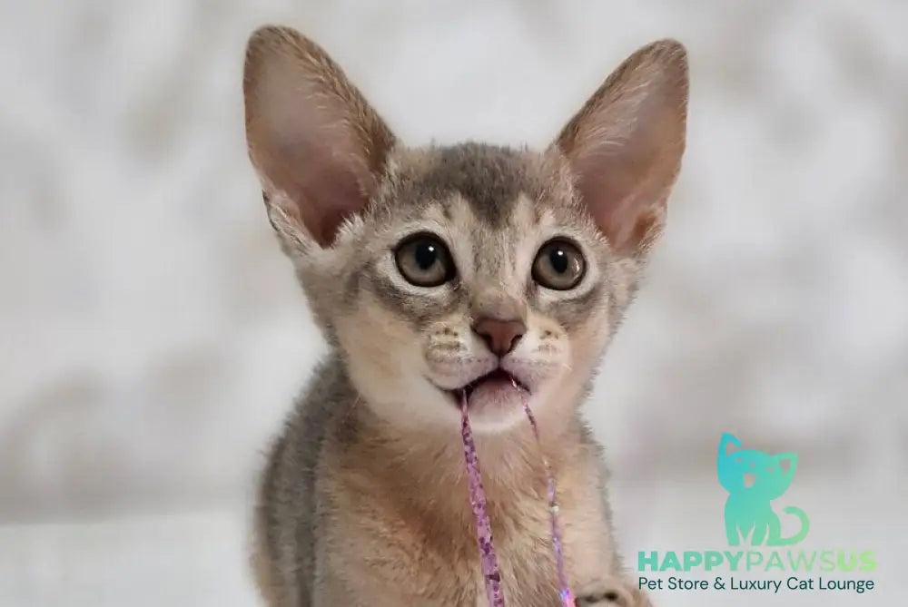 Isida Abyssinian female cinnamon - live animals
