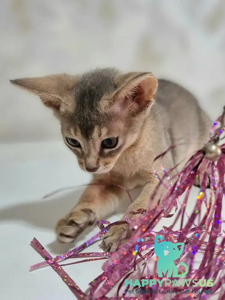 Isida Abyssinian female cinnamon - live animals