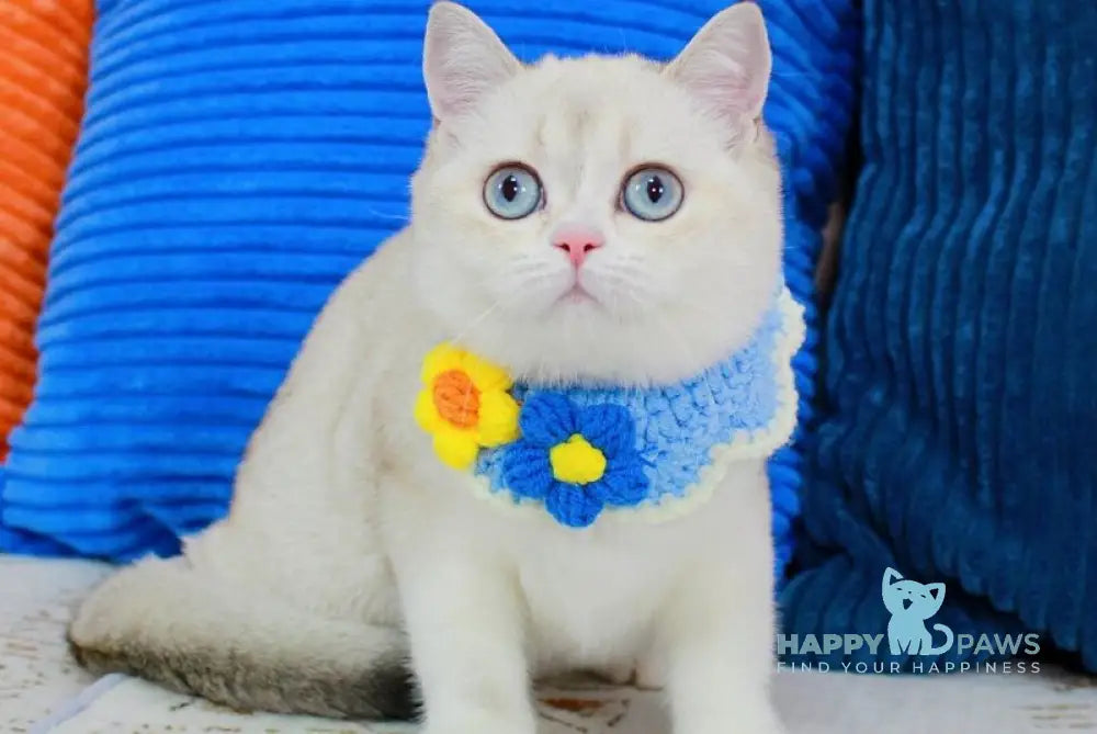 Isida Scottish Straight female chocolate golden ticked tabby pointed bicolour - live animals